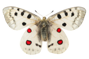 Apollo butterfly (Parnassius apollo)
