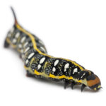 Spurge Hawk, Hyles Euphorbiae, caterpillar, 3 weeks old against white background