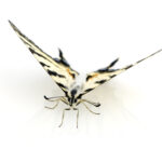 Swallowtail Butterfly in front of a white background
